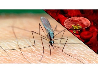 Маларон (Malarone): Ефективний Препарат для Профілактики та Лікування Малярії